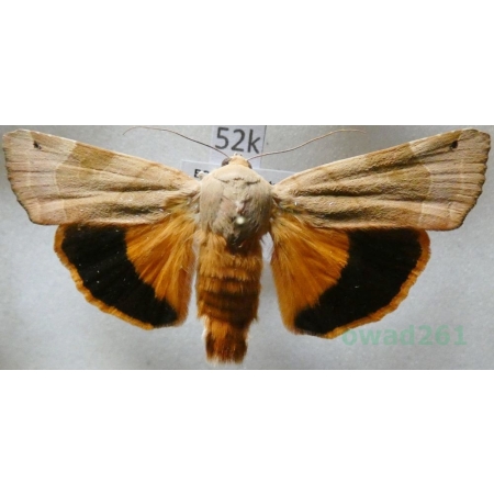 Noctua fimbriata (Schreber, 1759) Rolnica aksamitka Czech52k